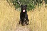 BEAUCERON 057